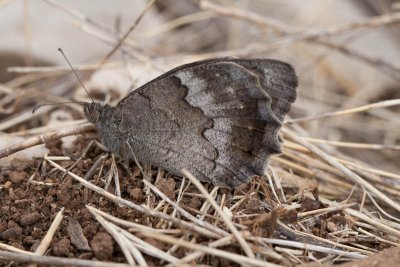 Kleine heivlinder / Tree Grayling  / Hipparchia statilinus