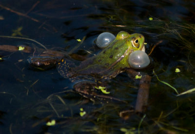 Poelkikker / Pool Frog / Pelophylax lessonae