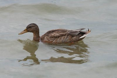 Wilde eend (♀) / Mallard / Anas platyrhynchos