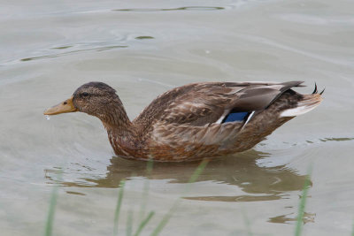 Wilde eend (♂) / Mallard / Anas platyrhynchos