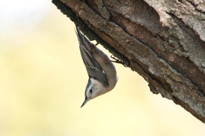 White-breasted Nuthatch / Witborstboomklever / Sitta carolinensis