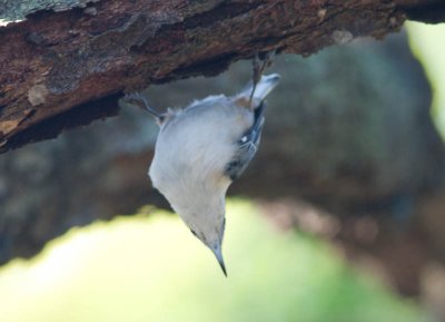 White-breasted Nuthatch / Witborstboomklever / Sitta carolinensis