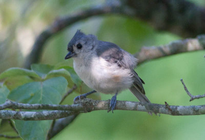 Tufted Titmouse / Tweekleurige mees / Baeolophus bicolor