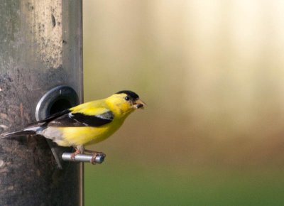 American Goldfinch / Treursijs / Spinus tristis
