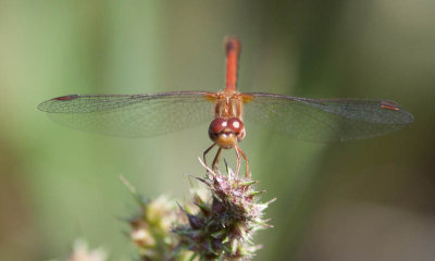 Yellow-legged Meadowhawk / Sympetrum vicinum