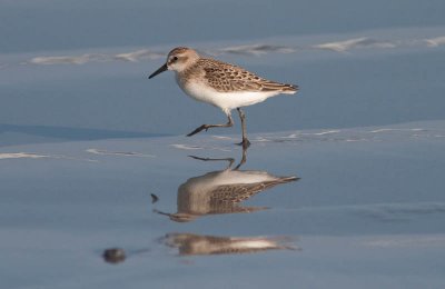 Sanderling / Drieteenstrandloper / Calidris alba