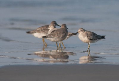 Red Knot / Kanoet / Calidris canutus