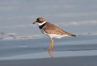 Semipalmated Plover / Amerikaanse Bontbekplevier / Charadrius semipalmatus