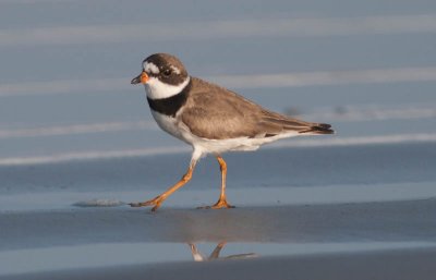 Semipalmated Plover / Amerikaanse Bontbekplevier / Charadrius semipalmatus