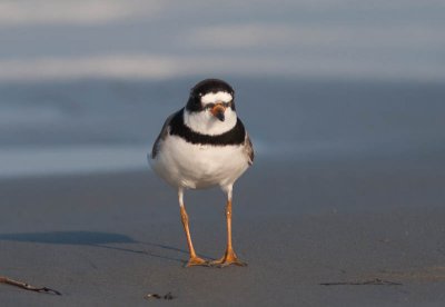 Semipalmated Plover / Amerikaanse Bontbekplevier / Charadrius semipalmatus