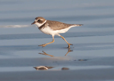 Semipalmated Plover / Amerikaanse Bontbekplevier / Charadrius semipalmatus