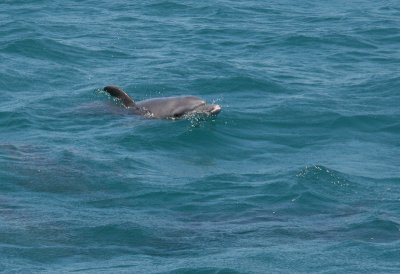 Common bottlenose dolphin / Tuimelaar / Tursiops truncatus