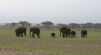 Savanneolifant / African Bush Elephant / Loxodonta africana