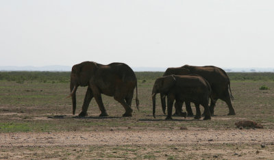 Savanneolifant / African Bush Elephant / Loxodonta africana