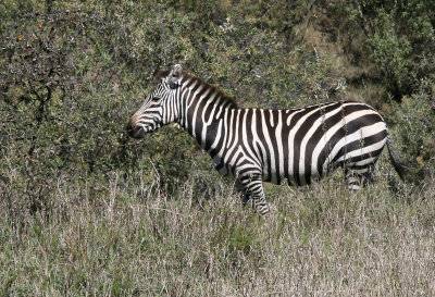 Plains zebra / Steppezebra / Equus quagga