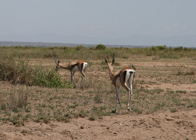 Thomson's gazelle / Thomsongazelle / Eudorcas thomsonii
