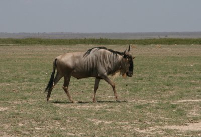 Blue wildebeest / Blauwe gnoe / Connochaetes taurinus