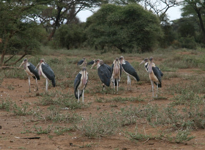 Marabou Stork / Afrikaanse Marabu / Leptoptilos crumeniferus