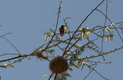 Driekleurglansspreeuw / Superb Starling / Lamprotornis superbus