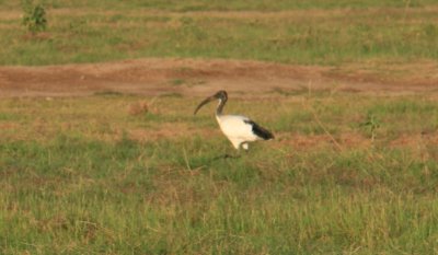 Reigers, Ooievaars, Kraanvogels / Egrets, Storks, Cranes