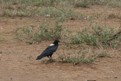 Witborstraaf / Pied Crow / Corvus albus