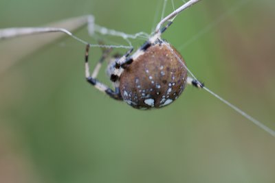 Viervlekwielwebspin / four-spot orb-weaver / Araneus quadratus