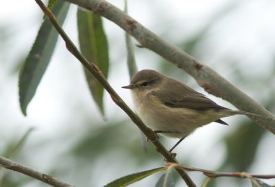 Fitis / Willow Warbler / Phylloscopus trochilus