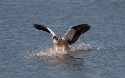 Nijlgans / Egyptian Goose / Alopochen aegyptiacus