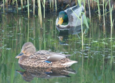 Wilde Eend / Mallard / Anas platyrhynchos