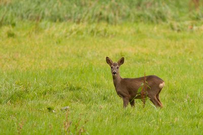 Ree / Roe Deer / Capreolus capreolus