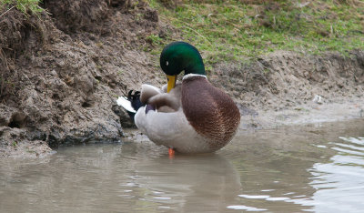 Wilde eend / Mallard / Anas platyrhynchos