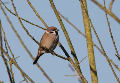 Ringmus / Eurasian Tree Sparrow / Passer montanus