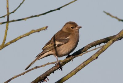 Vink / Chaffinch / Fringilla coelebs