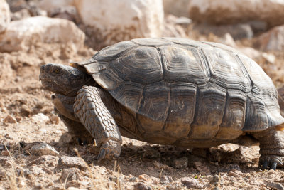 Woestijnschildpad /  Desert Tortoise / Gopherus agassizii