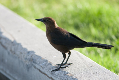 Great-tailed Grackle / Langstaarttroepiaal / Quiscalus mexicanus