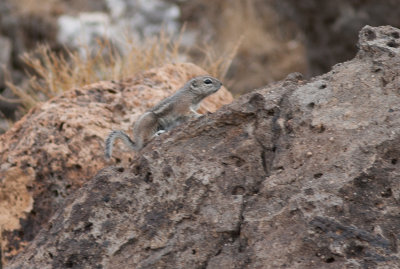 Harrisgrondeekhoorn / Harris's Antelope Squirrel / Ammospermophilus harrisii