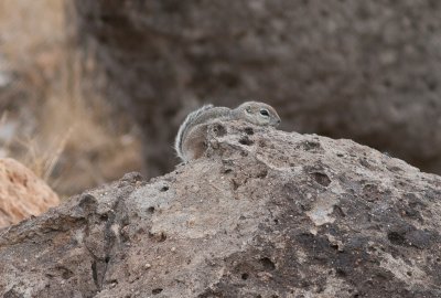 Harrisgrondeekhoorn / Harris's Antelope Squirrel / Ammospermophilus harrisii