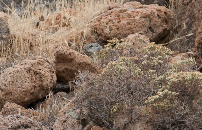 Harrisgrondeekhoorn / Harris's Antelope Squirrel / Ammospermophilus harrisii