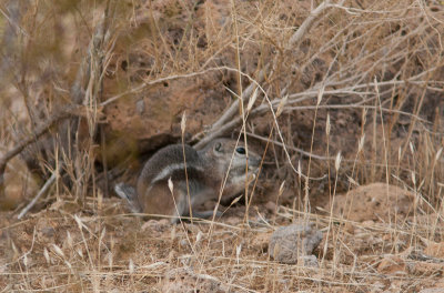 Harrisgrondeekhoorn / Harris's Antelope Squirrel / Ammospermophilus harrisii