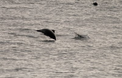 Northern Right Whale Dolphins /  Noordelijke gladde dolfijn / Lissodelphis borealis