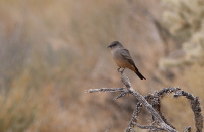 Say's Phoebe / Says Phoebe / Sayornis saya 