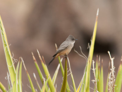 Say's Phoebe / Says Phoebe / Sayornis saya 