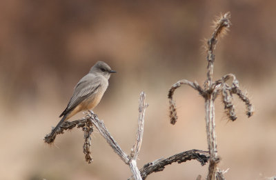 Say's Phoebe / Says Phoebe / Sayornis saya 
