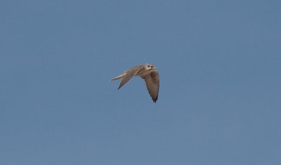 Prairie Falcon / Prairievalk / Falco mexicanus