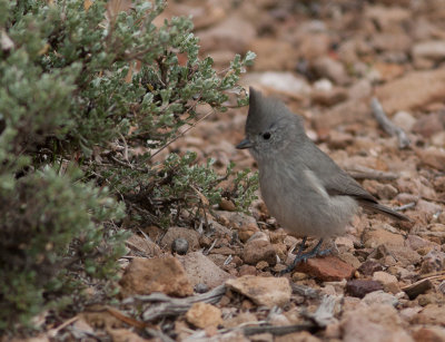 Juniper Titmouse / Ridgways Mees / Baeolophus ridgwayi