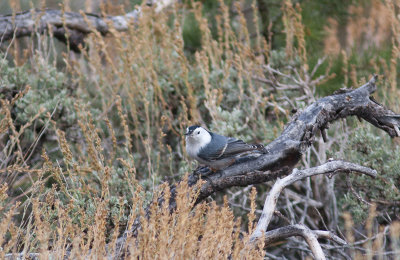 White-breasted Nuthatch / Witborstboomklever / Sitta carolinensis