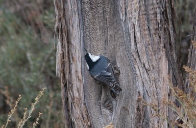 White-breasted Nuthatch / Witborstboomklever / Sitta carolinensis