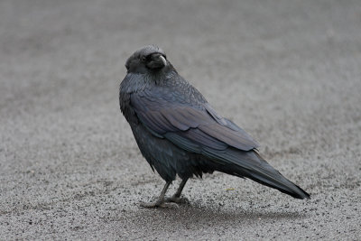 Common Raven / Raaf / Corvus corax
