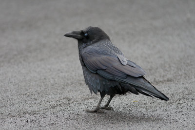 Common Raven / Raaf / Corvus corax