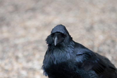 Common Raven / Raaf / Corvus corax